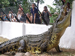 crocodile tours