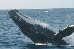 Advantage tours - St Lucia - whale watching on Zululand coast KZN