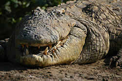 Advantage tours - St Lucia Estuary - crocodiles and hippos