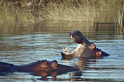Advantage tours - St Lucia Estuary - crocodiles and hippos