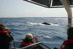 Advantage tours - St Lucia - whale watching on Zululand coast KZN