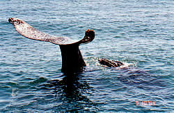 Advantage tours - St Lucia - whale watching on Zululand coast KZN