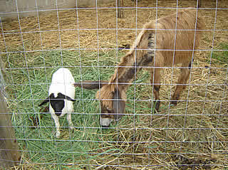 Donkey at petting farm 