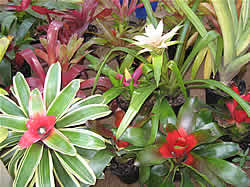 Pongola nursery - Bromeliads for sale.