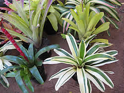 Pongola nursery - Bromeliads for sale
