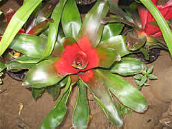 Pongola nursery - Bromeliads for sale