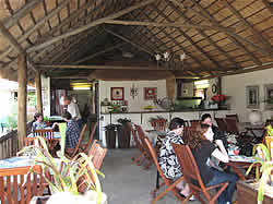 Pongola tea garden
