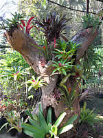 Pongola Tropical, Bed & Breakfast Accommodation in Pongola, Zululand, KwaZulu-Natal, South Africa.
