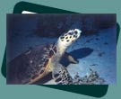 Camping and diving accommodation at Sodwana Bay KZN at Pices Dive Camp