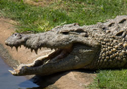 crocodiles