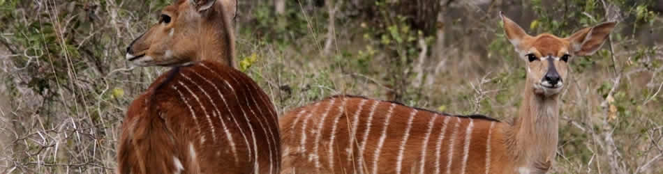 Mkuze Game Reserve