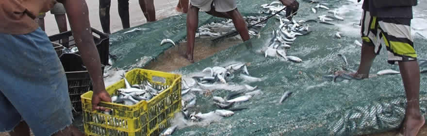 Sardine Run KZN